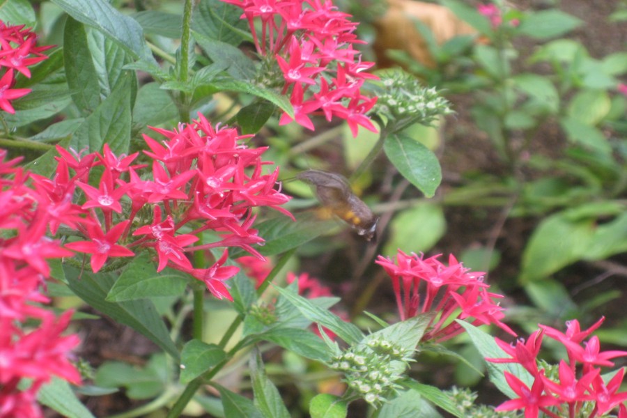 ../image/world botanical gardens - hummingbird 3.jpg